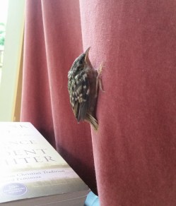 33462581_10155965015469213_345455206143623168_n